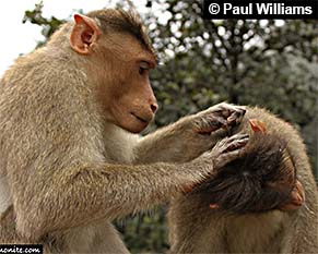 Grooming primattes